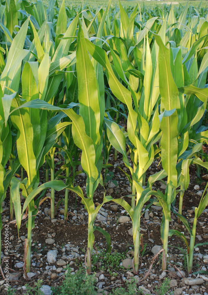 A field of corn growing in the Italian region of Friuli – a big producer of corn, but mainly for polenta rather than sweetcorn
A field of corn growing in the Italian region of Friuli – a big producer of corn, but mainly for polenta rather than sweetcorn