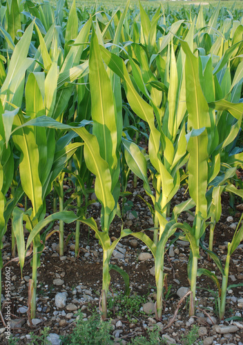 A field of corn growing in the Italian region of Friuli – a big producer of corn, but mainly for polenta rather than sweetcorn 