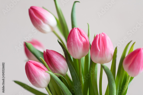 Pink tulips on light background  spring flowers banner  greeting card photo