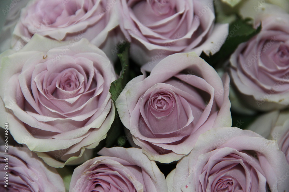 pink roses background pink roses background