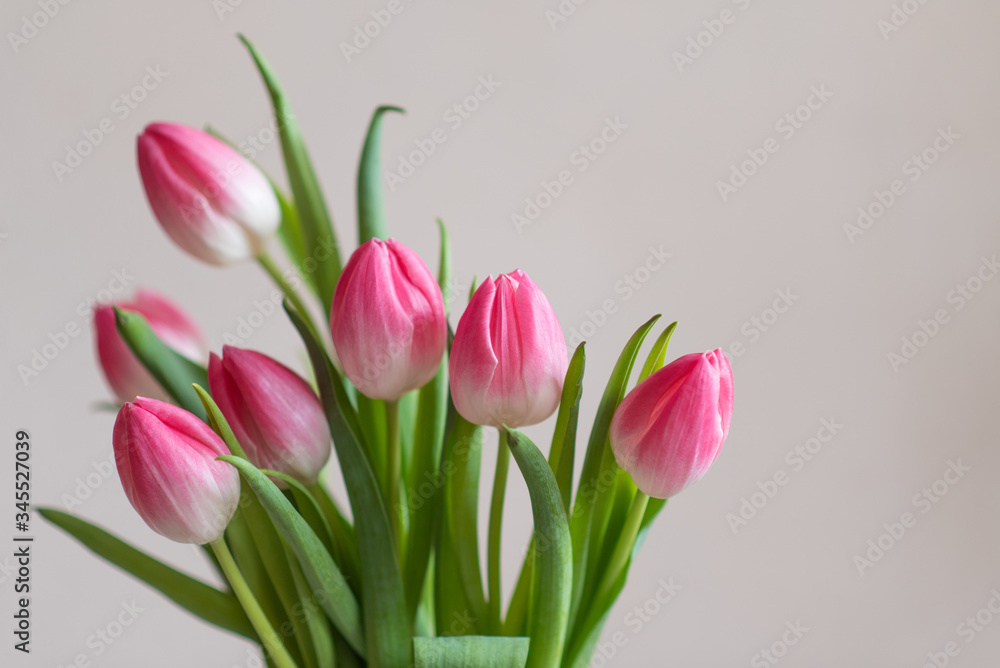 Pink tulips on light background, spring flowers banner, greeting card photo Pink tulips on light background, spring flowers banner, greeting card photo