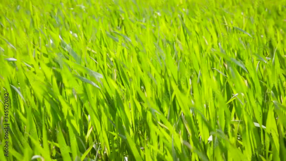 Close up waving Green Spring Wheat Field. Waves young green wheat stalks on field. Cereal plant, bread corn, rye, oat, rice Close up waving Green Spring Wheat Field. Waves young green wheat stalks on field. Cereal plant, bread corn, rye, oat, rice