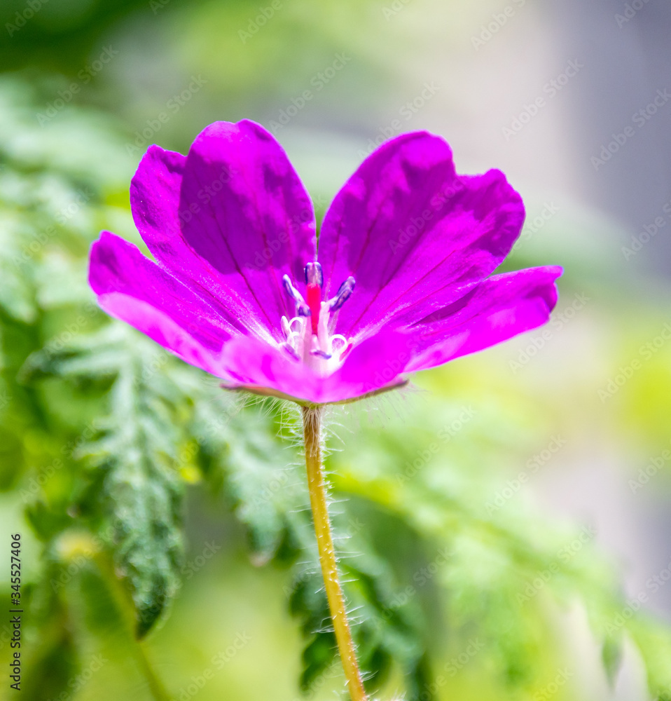 Fleur en macrophotographie avec le pistil