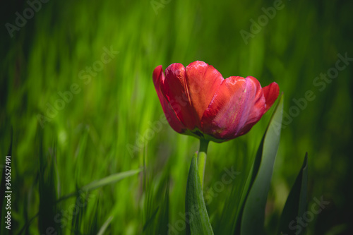 red tulip on a background of green grass in the warm spring sun