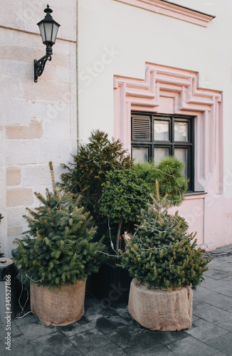 Small green decorative Christmas trees are standing in small pots with burlap on a gray pavement of paving stones near a store in Lviv, Ukraine. © shchus