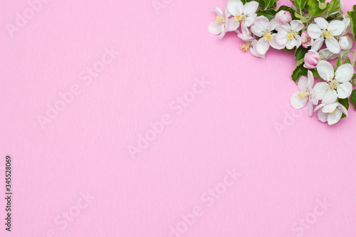 Frame border made of flowers isolated on pink background. Flat lay, top view. Apple flower frame