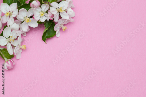 Frame border made of apple flowers isolated on pink background. Flat lay, top view. Frame of flowers.