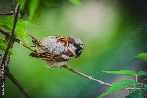 Tree Sparrow on a tree branch