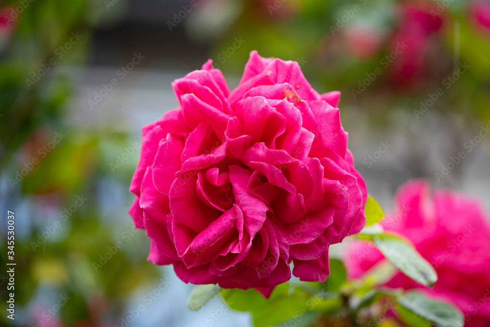 rose flower purplish pink beautiful rose flower purplish pink beautiful