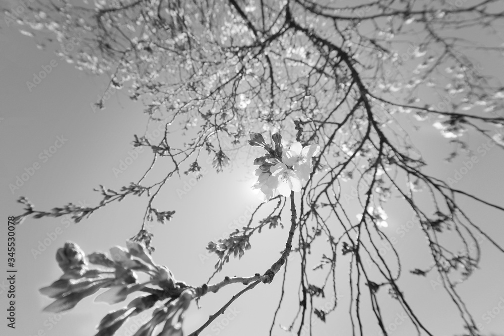 Obraz premium Joy of spring