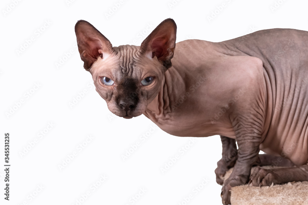 Portrait of a pretty sphinx indoors, bald cat, the cat is on a scratching post, full body, on a white background, with space for copy, focus on eye