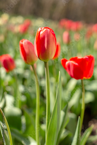 Red blooming Tulip.Tulip in the meadow.