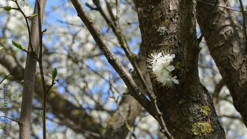 first leaves and flowers in the park 