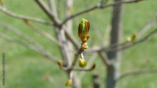 first leaves and flowers in the park 