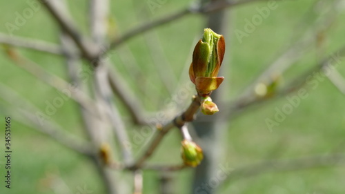 first leaves and flowers in the park 