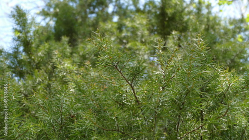 first leaves and flowers in the park 