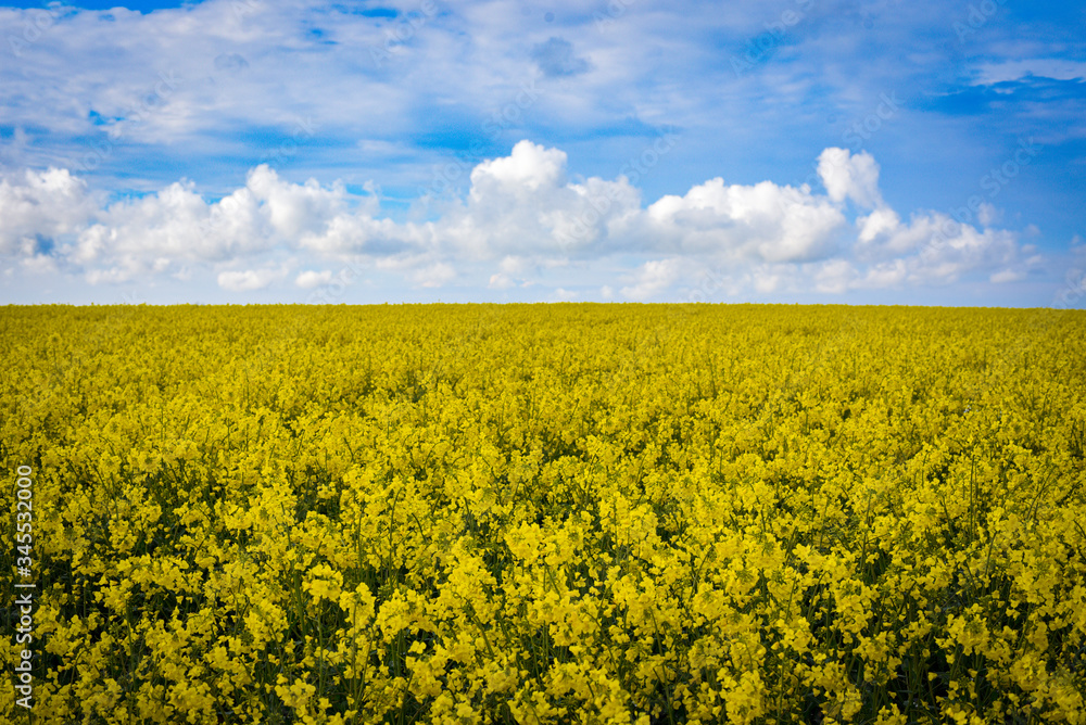Fototapeta premium yellow rapeseed field