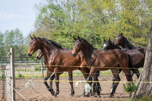A herd of one year old stallions galloping in the pasture, blue sky and trees in the background