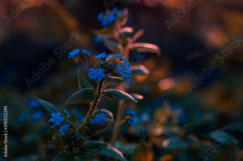 Niebieskie  niskie kwiaty ogrodowe w   wietle zachodz  cego s  o  ca.