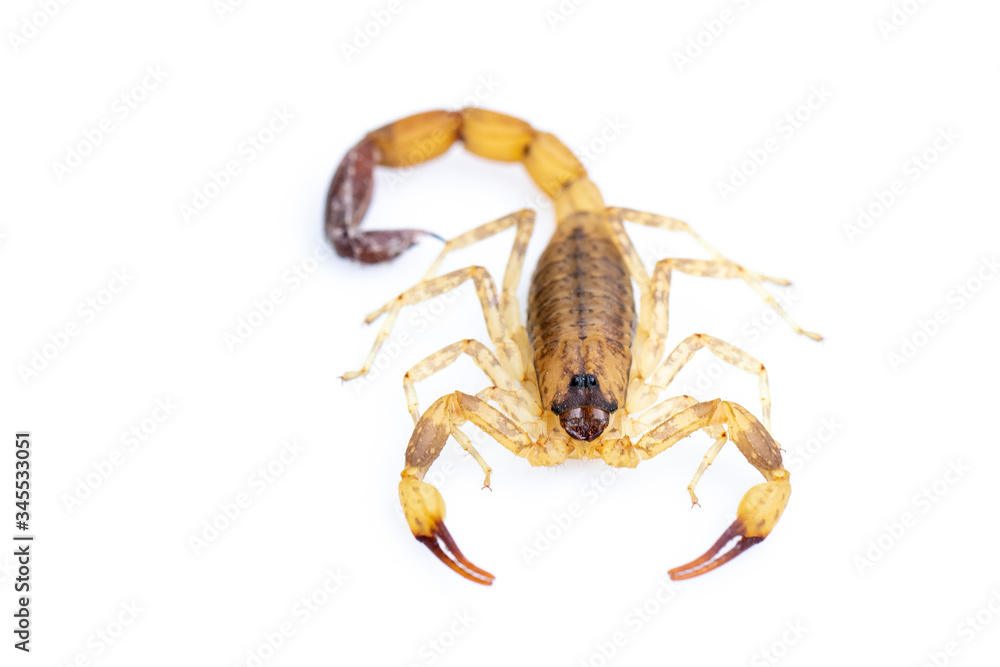 Image of brown scorpion isolated on white background. Insect. Animal. Image of brown scorpion isolated on white background. Insect. Animal.