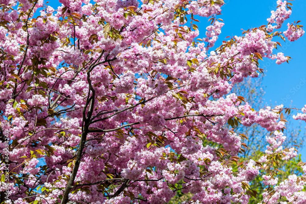 Cherry blossom, a flower of many trees of genus Prunus, blooming with pink flower against blue sky in Hamburg, Germany.