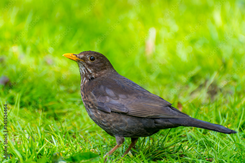 Turdus merula, or Eurasian blackbird, or the common blackbird, a species of true thrush. It breeds in Europe, Asiatic Russia, and North Africa Turdus merula, or Eurasian blackbird, or the common blackbird, a species of true thrush. It breeds in Europe, Asiatic Russia, and North Africa