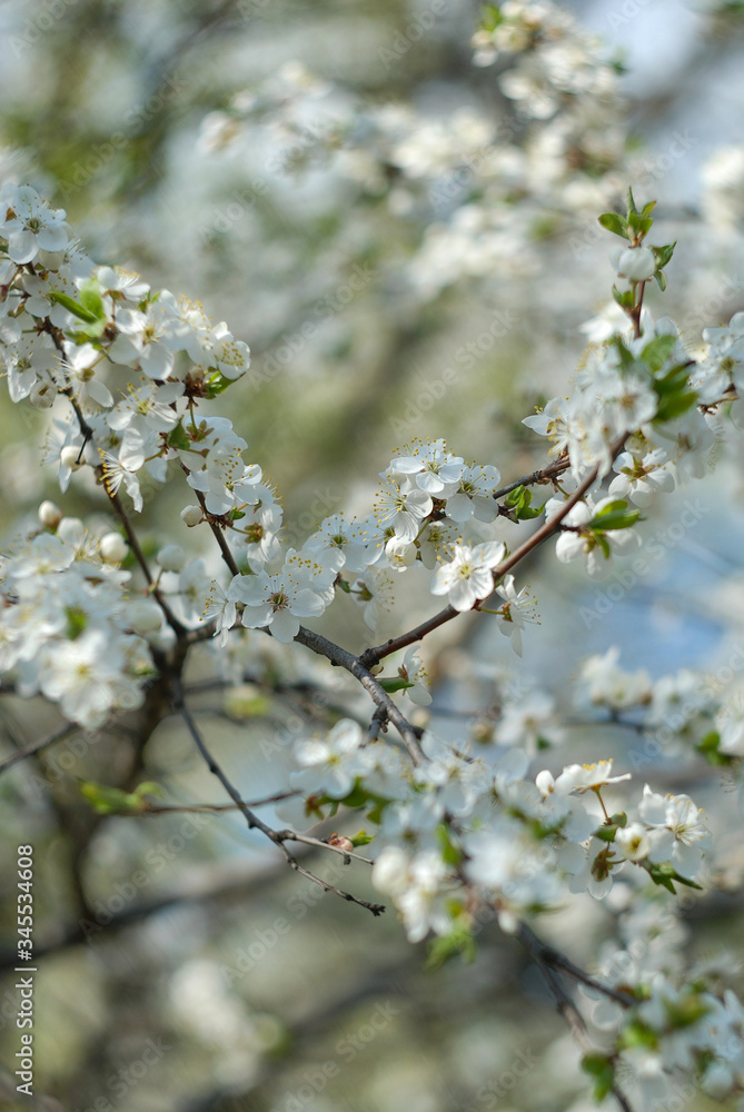 Obraz premium blooming cherry tree