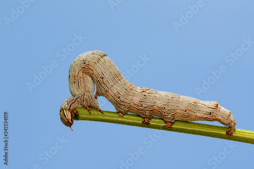 Image of brown caterpillar butterfly on the branches on a natural background. Insect. Animal. © yod67