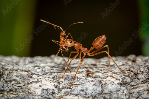 Image of red ant(Oecophylla smaragdina) on tree. Insect. Animal. © yod67