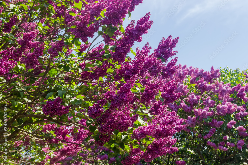 Obraz premium Background of the flowering lilac bushes against of the sky