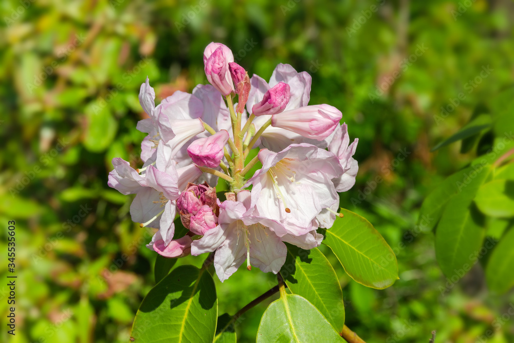 Inflorescence of the rhododendron with white-pink flowers Inflorescence of the rhododendron with white-pink flowers