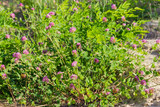 Bush of the flowering red clover against the other plants