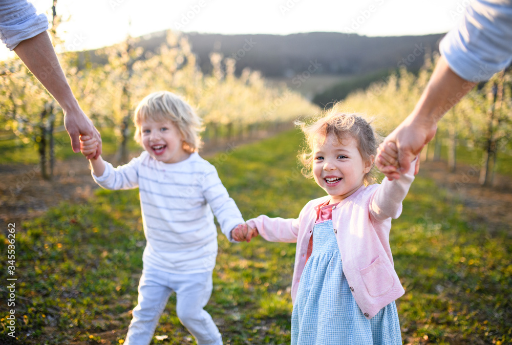 Fototapeta premium Family with two small children running outdoors in orchard in spring.