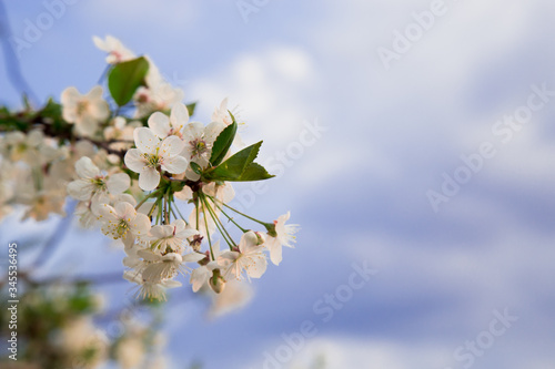 Białe kwiaty na tle niebieskiego nieba. Kwitnące drzewo owocowe.