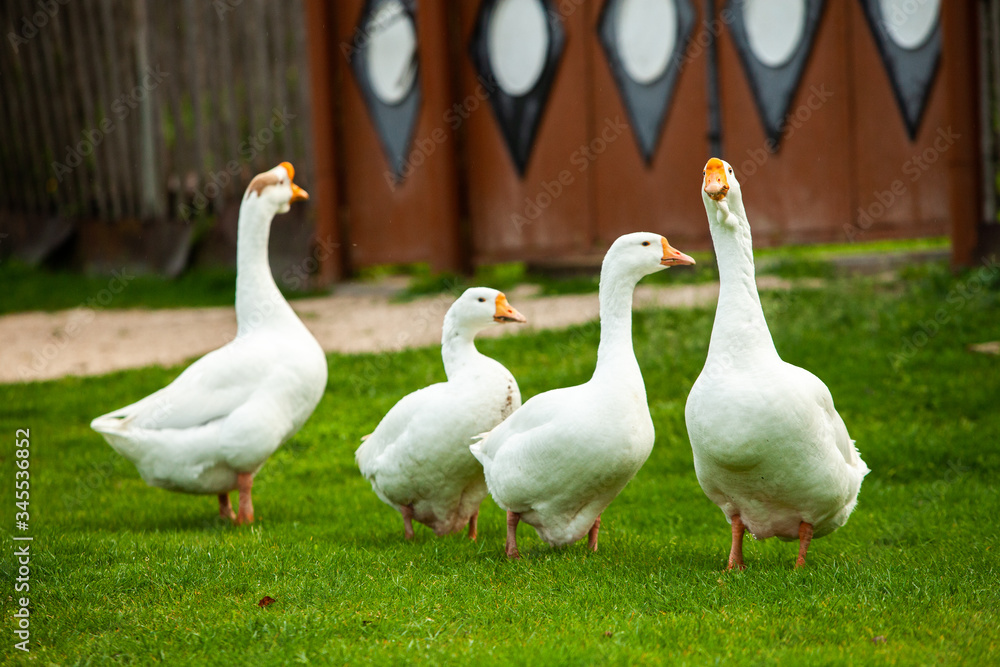 Obraz premium Flock of white domestic geese on the pasture. Big white goose in meadow. Domestic geese on the green lawn