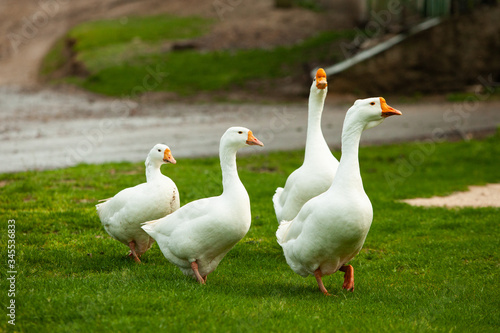 Flock of white domestic geese on the pasture. Big white goose in meadow. Domestic geese on the green lawn