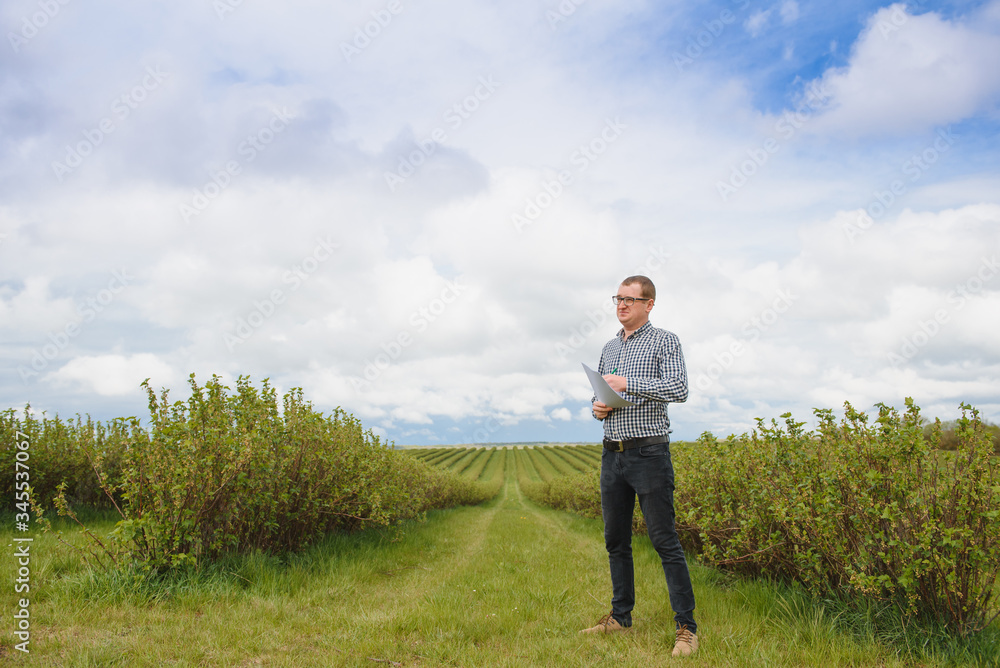 young farmer inspects currant field. The concept of fruit and berry farming