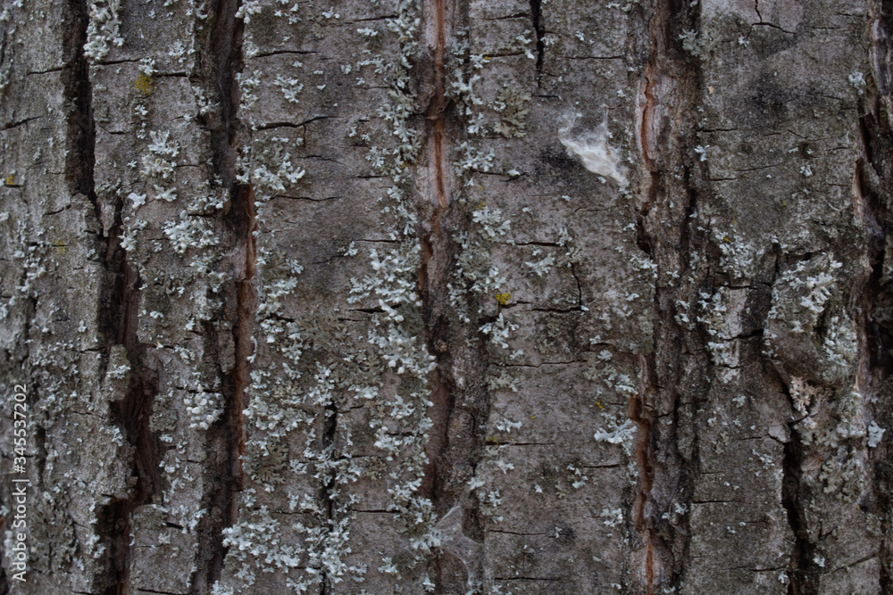 tree texture