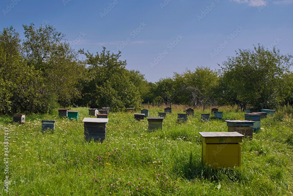 Beekeeper on apiary. Beekeeper is working with bees and beehives on the apiary. Beekeeper on apiary. Beekeeper is working with bees and beehives on the apiary.