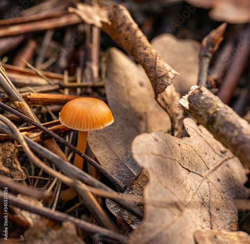 small orange mushroom coming out of ground amongst twigs and dry leaves