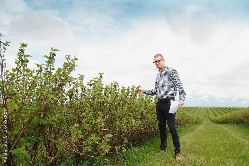 Modern agronomist with folder working on currant field at outdoor Modern agronomist with folder working on currant field at outdoor