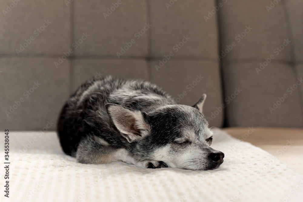 Old black Chihuahua dog tried sleeping on couch at home. Old black Chihuahua dog tried sleeping on couch at home.