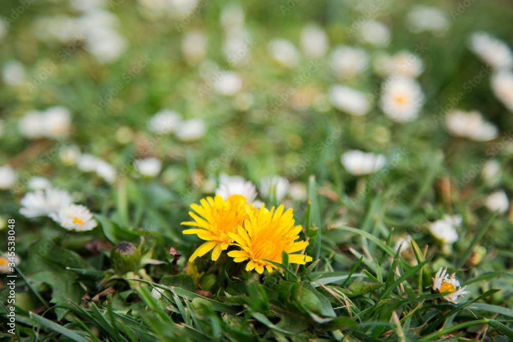 Żółty mlecz na łące. Żółty kwiat na zielonej trawie. Białe kwiaty w tle. - obrazy, fototapety, plakaty 