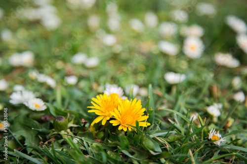 Żółty mlecz na łące. Żółty kwiat na zielonej trawie. Białe kwiaty w tle.