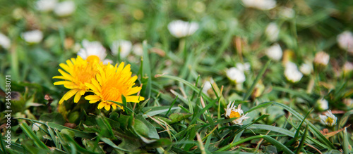 Panel kuchenny z motywem Żółty kwiat na łące. Mlecz na zielonej trawie.