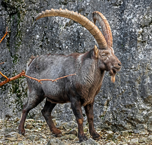 Alpine ibex male. Latin name - Capra ibex 