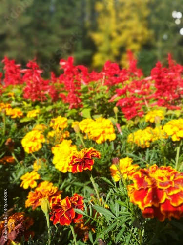 red and yellow flowers © Visione