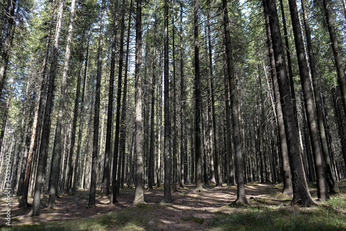 Fototapeta Naklejka Na Ścianę i Meble -  
spruce forest and tree trunks