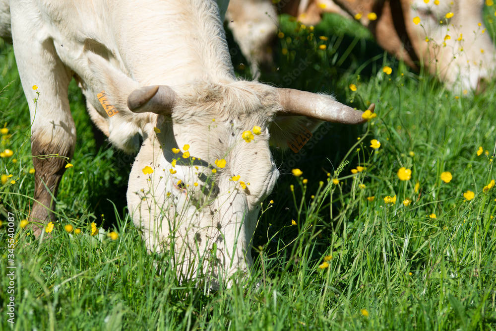 Obraz premium cow eating grass