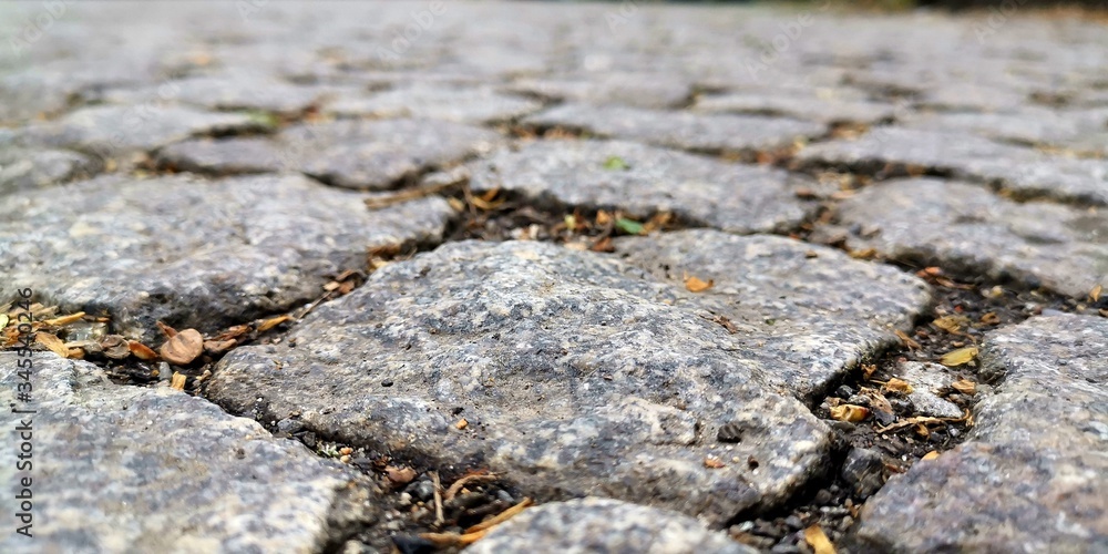 Fototapeta premium lichen on stone